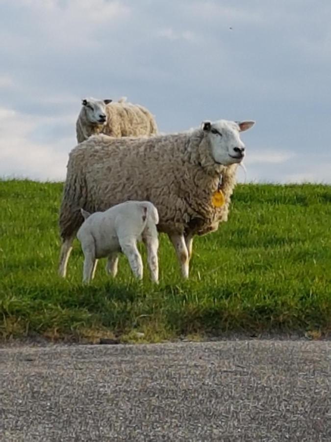 "Het Steechje" In Ie Bij Schiermonnikoog En Ameland Apartment Ee Екстериор снимка